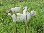 grazing-management-for-goat-during-humid-winter