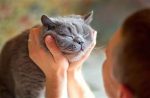 happy-and-healthy-cat-