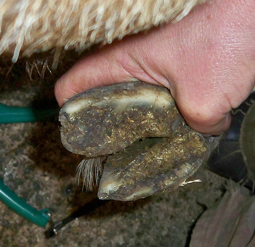 top 102+ Pictures foot scald pictures of goat hoof problems Stunning