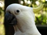 popular-cockatoo-types