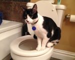 problems-youll-face-during-cat-toilet-training