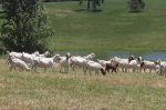 set-up-best-pasture-land-for-goats