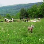 take-care-of-goats-on-pasture