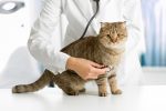 take-your-cat-to-vet-regularly