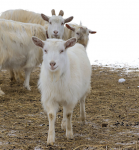 tips-to-care-for-goat-in-autumn-season