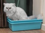 worst-spots-for-your-cats-litter-boxes