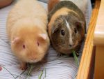 Guinea-Pigs