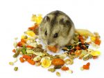 Hamsters-like-different-foods