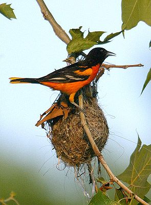 Baltimore Oriole Nesting Habit That You Should Know - Animal Lova