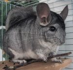 chinchilla2