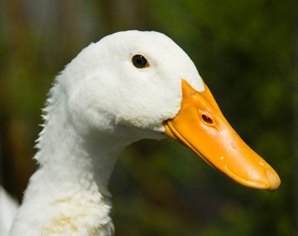 4-ways-of-duck-beak-finding-the-right-feeds-animal-lova