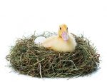 duck-nest