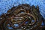 eel-breeder