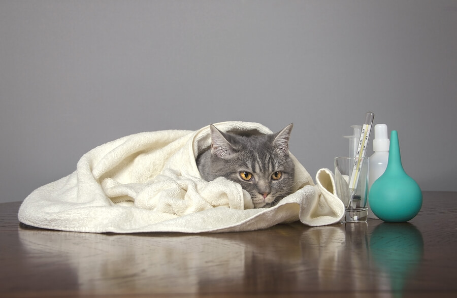 Больной кот. Christmass sick Cat. Sick Cat pose.