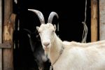 goat-infertility