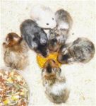 hamster-breeding