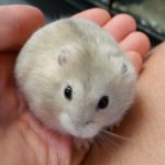 hamster-for-sale