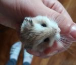 roborovski-hamster