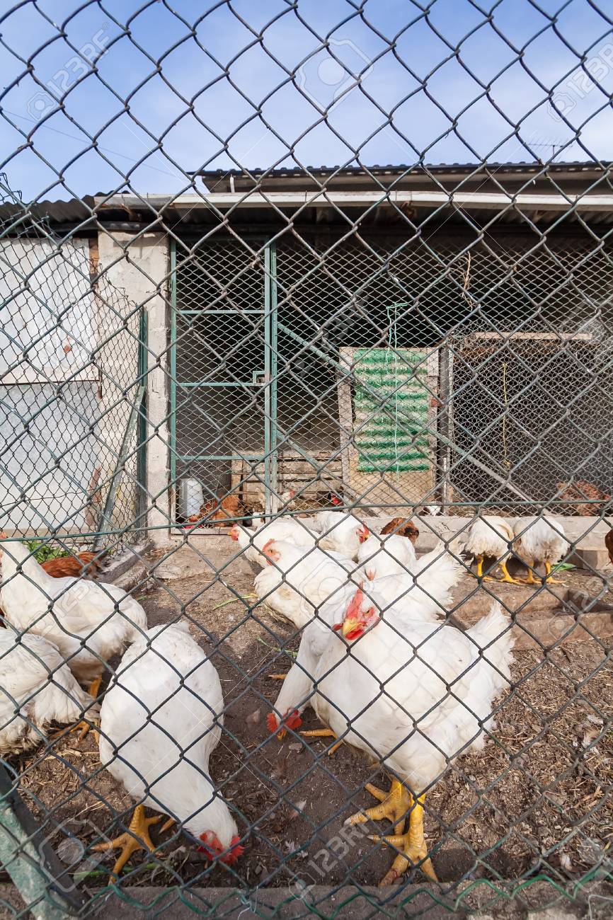 How To Build Your Own Chicken Cages For Your Farm - Animal ...