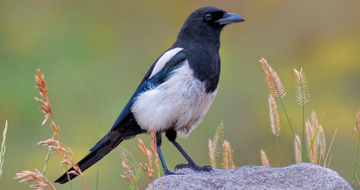 Factors To Consider Before Raising Your Own Magpies - Animal Lova