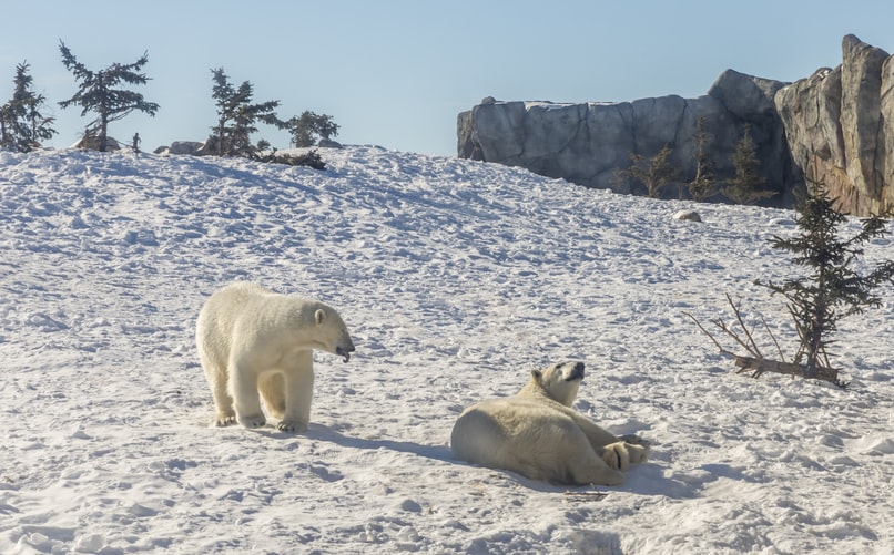 10 Unique Facts About Arctic Animals - Animal Lova