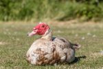 Muscovy-Duck-Brooding
