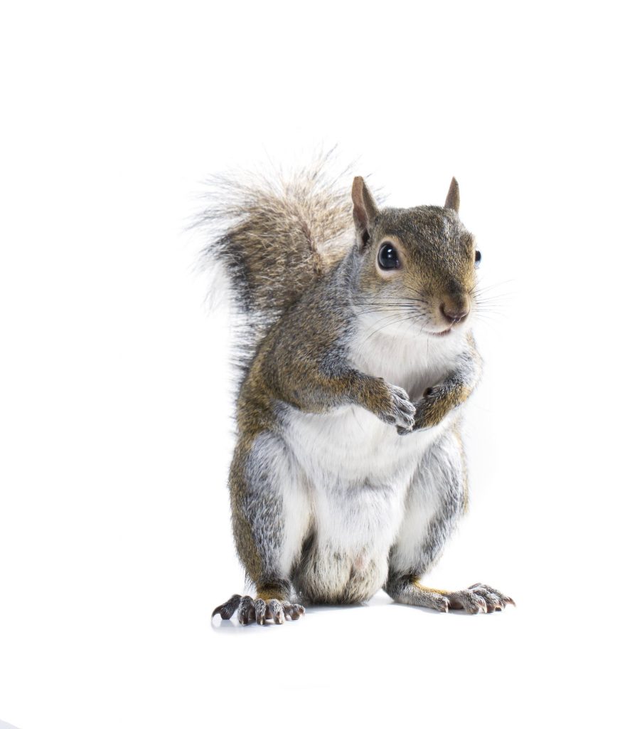 Squirrel Diet and How To Manage Their Feeding Habit 