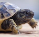 baby_tortoise