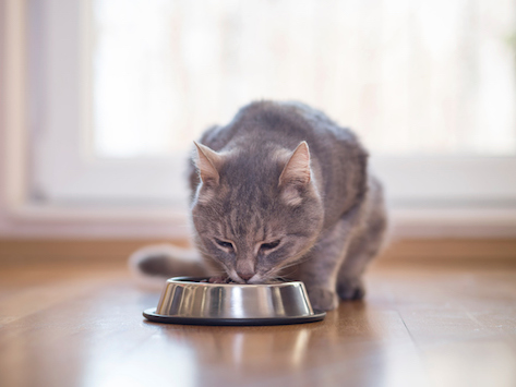 3 Best Nutritition Facts That Should Be Contained in Cat Food - Animal Lova