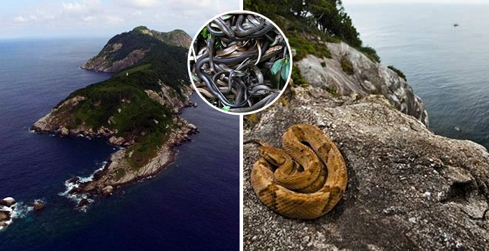 island with lots of snakes