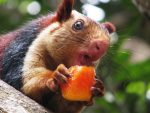 indian_giant_squirrel