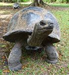 tortoise