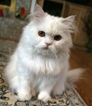 treating_Persian_Cat