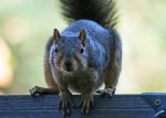 wild_squirrel