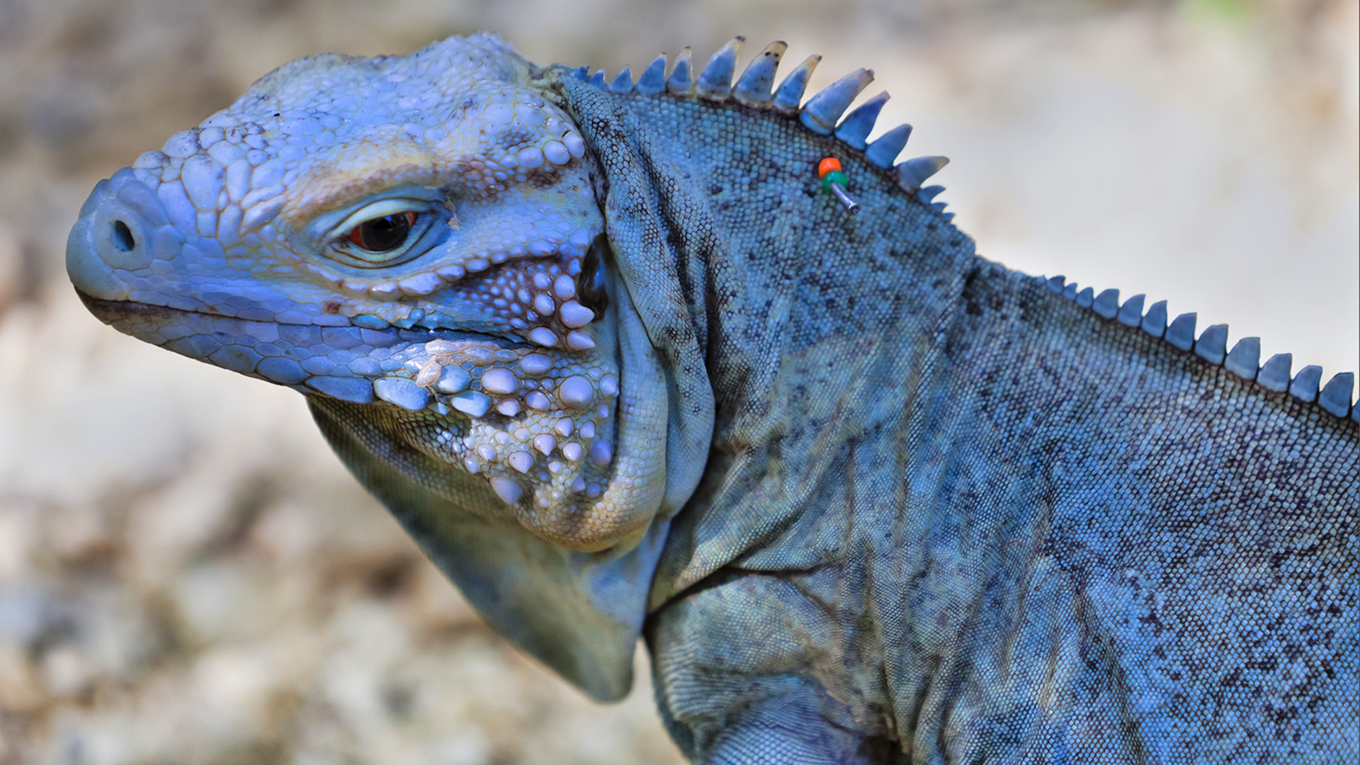 wild republic iguana