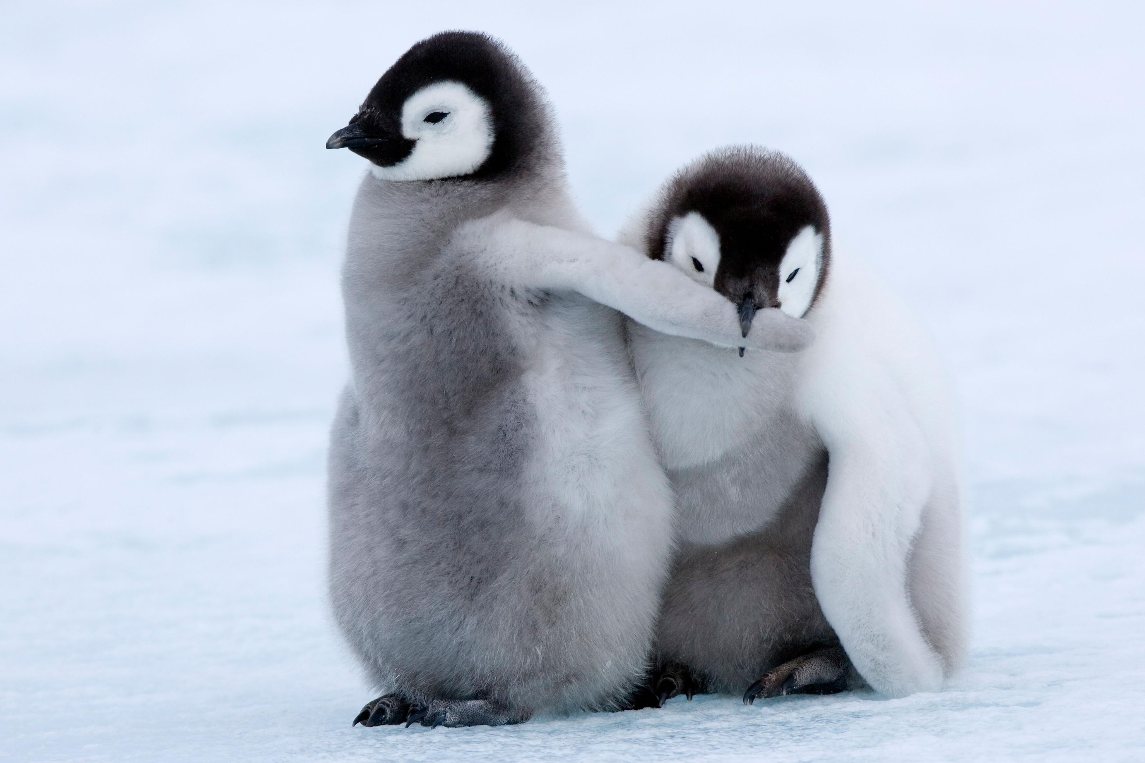 4 Amazing Facts about Baby Penguins - Animal Lova