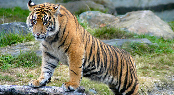 Reasons Behind the Sumatran Tiger's Population Decline - Animal Lova