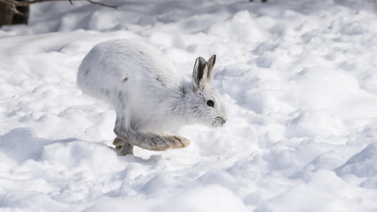 Does A Jackrabbit Classify as Herbivore? - Animal Lova