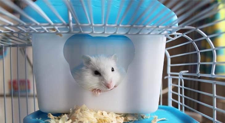 7 Ways on How to Keep Hamster Odorless - Animal Lova