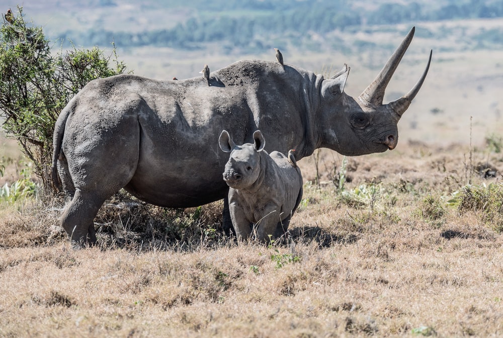 west african black rhinoceros facts