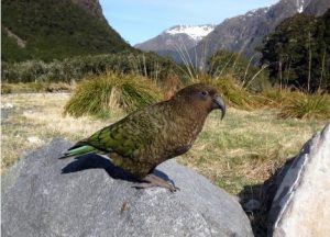 8 Most Dangerous Animals in New Zealand - Animal Lova