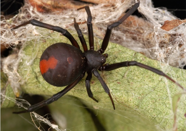 8 Most Dangerous Animals in New Zealand - Animal Lova