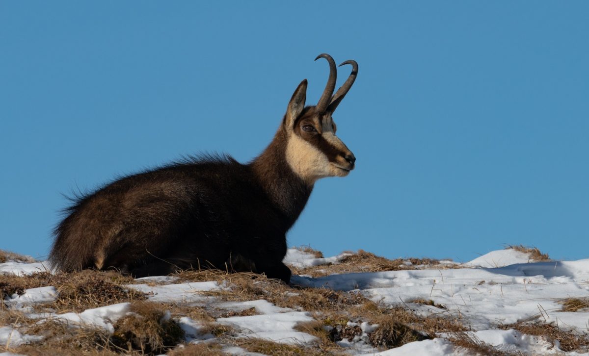 European Chamois