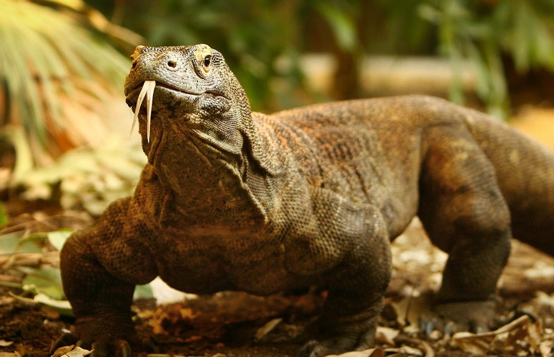 komodo dragon a dinosaur