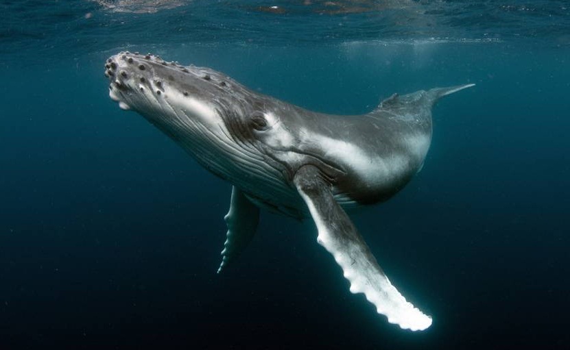 Let's Meet With These Earth's 8 Aquatic Mammals - Animal Lova