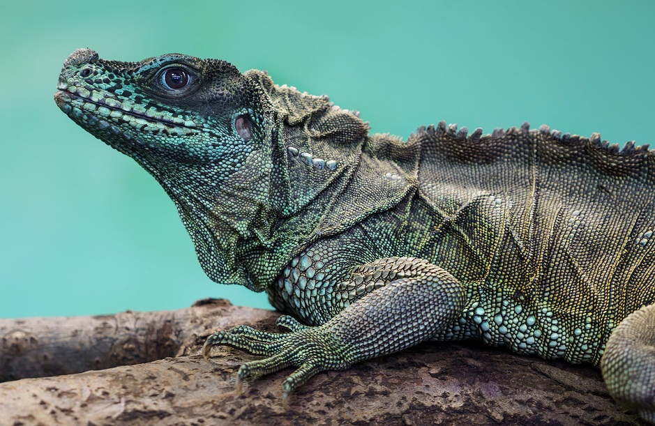 Marine Iguana