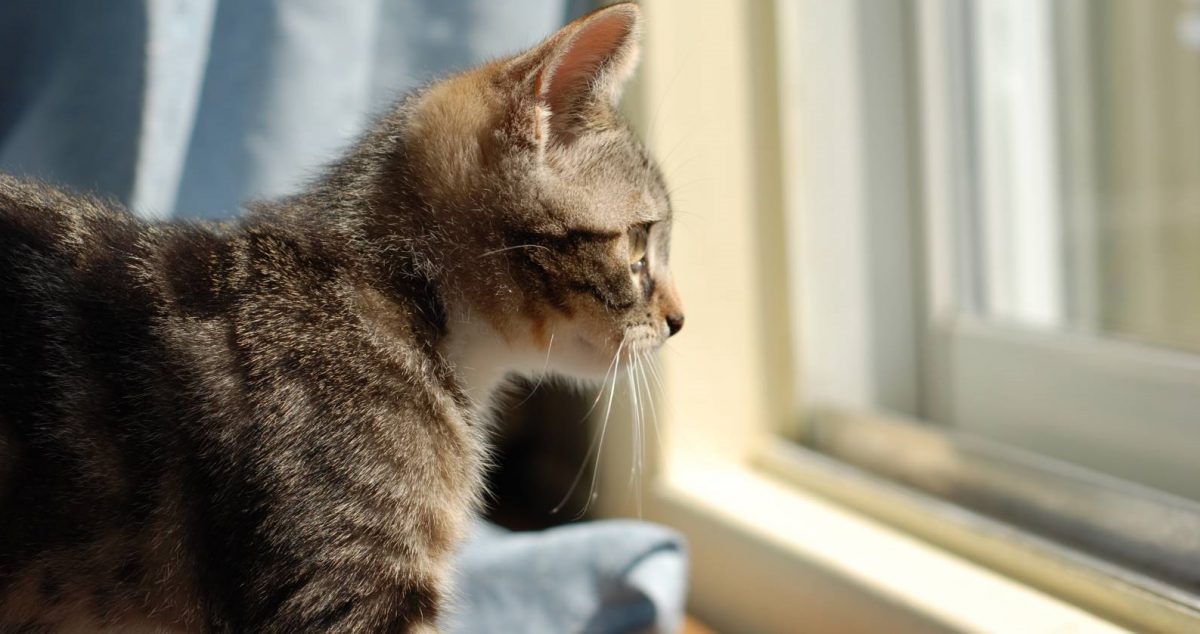 signs of psychological trauma in cats