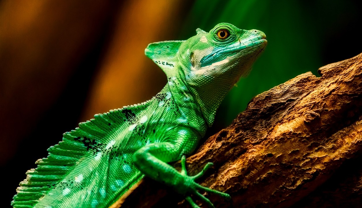 6 Most Dangerous Lizard in the World Animal Lova