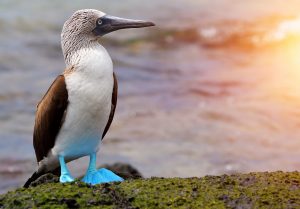 Bluee-footes Booby