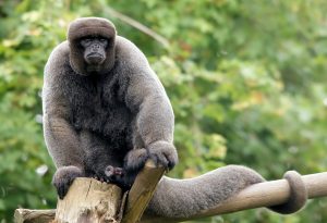 Colombian Woolly Monkey